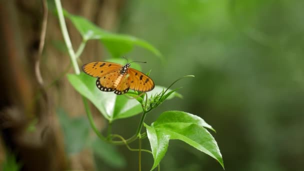 Μια πεταλούδα σε ένα φύλλο και ένα φυτό στο τροπικό δάσος - Πλάνα, βίντεο