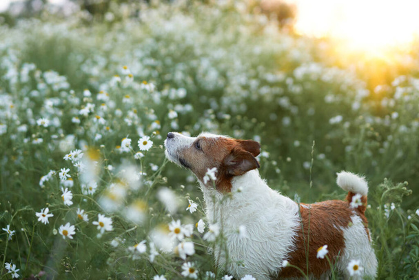 dog in chamomile flowers. Funny jack russell terrier in nature. Walking with a pet in the fields at sun - Foto, imagen