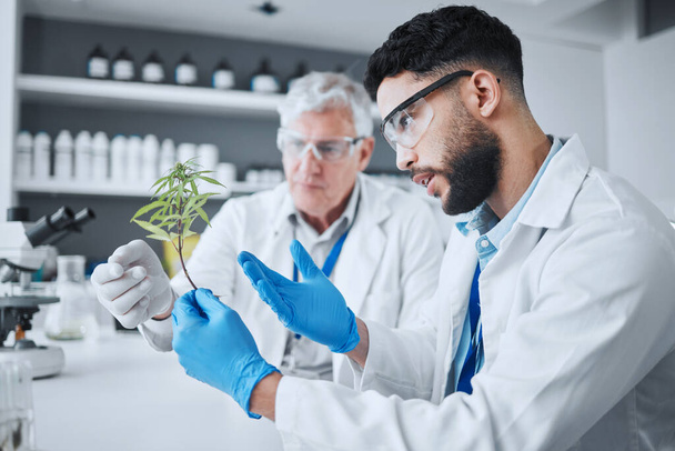 Science, cannabis and men with plant in medical laboratory for research, biology and study medicine. Healthcare, cbd agriculture and scientists with weed or marijuana for analysis, test and ecology. - Photo, Image