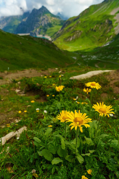yellow flowers, daisies on a flowered meadow and mountains with steep slopes and the electric reservoir brand in background. alpine scenery in Vorarlberg Austria on the border with Switzerland. sunny cloudy summer day - Фото, зображення