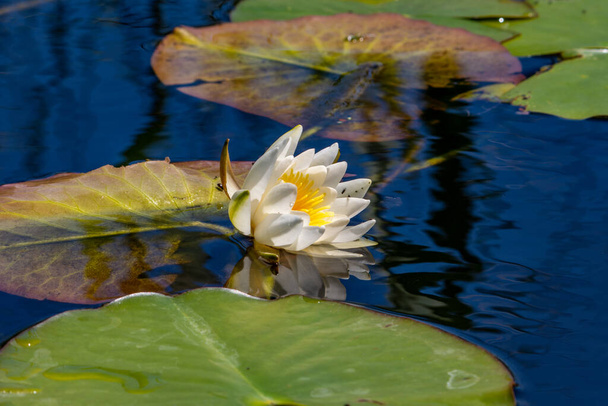 open white water lily - Photo, Image