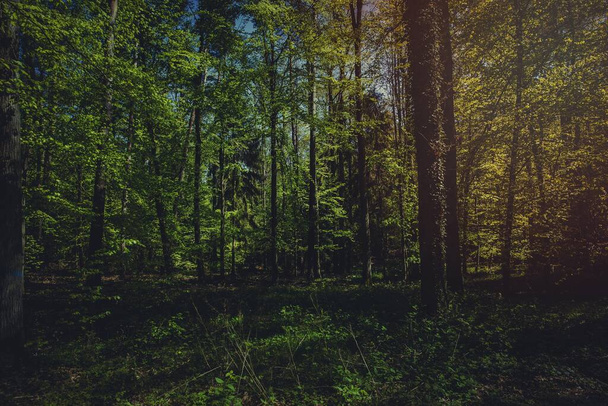 A image of German forest - Foto, Bild