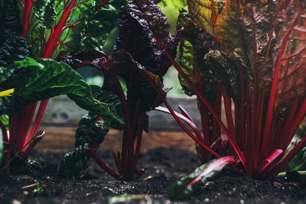 Close up of swiss chard - Foto, afbeelding