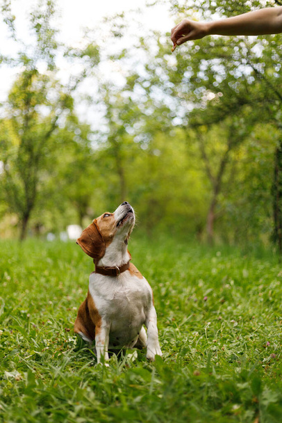 Dog training, pet obedience. Free time with the beagle in the park. - Фото, зображення