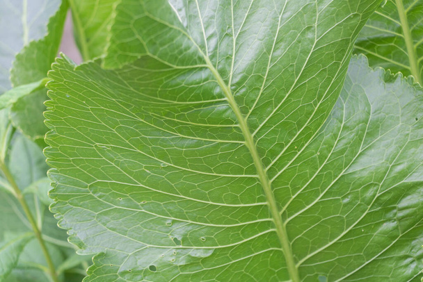 Elegante Impressionen: Makroansichten von Armoracia Rusticana Leaf Texture. - Foto, Bild