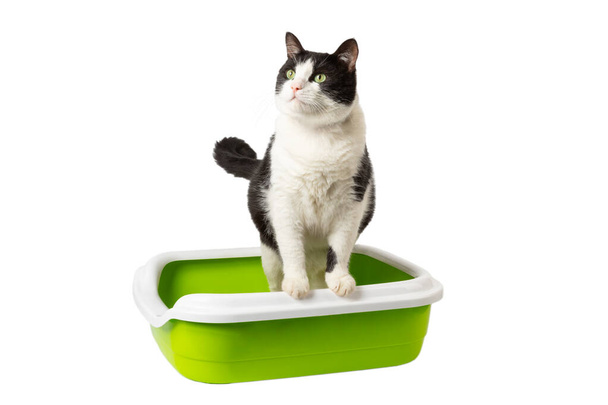 Kissan hiekkalaatikko ja mustavalkoinen kissa eristetty valkoisella pohjalla. Söpö kissa kakki ja kusi pönttöön. Kissa istuu vessassa ja katsoo sivuttain. Lemmikkieläinten käsite. Suunnittelu - Valokuva, kuva