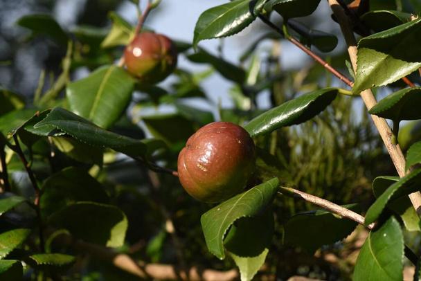 evergreen tree. The flowers bloom from winter to spring, and the fruit ripens in autumn and splits into three to produce dark brown seeds. - Photo, Image