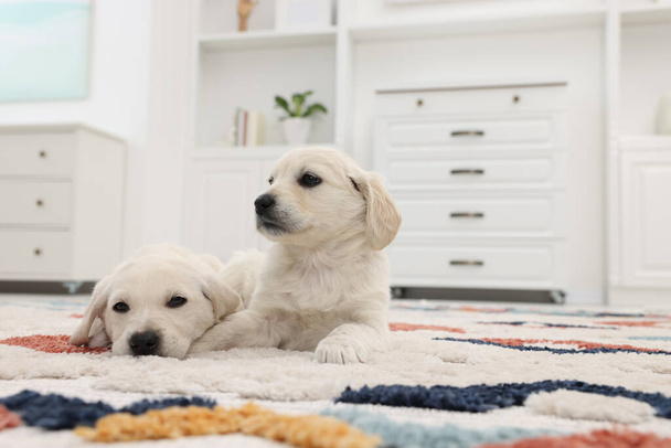 Cute little puppies lying on carpet at home. Space for text - Foto, imagen