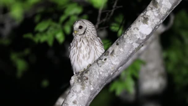 Ural Owl (Strix uralensis fuscescens) in Giappone
 - Filmati, video