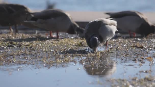 A kacsák gyomot esznek a tóban. Lassú mozgás..  - Felvétel, videó