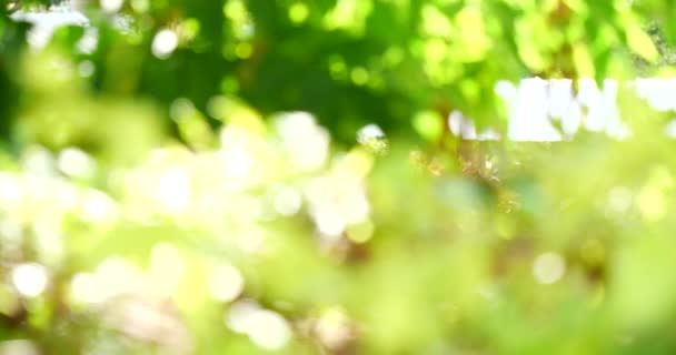 Natur Wald grün Baum magische Sonnenlicht Strahl Licht in Wald. Schöne Sonnenstrahlen im ruhigen grünen Wald. Summen durch Strahlenlicht im Freien Park. Natürliche verschwommene Sommerzeit. - Filmmaterial, Video