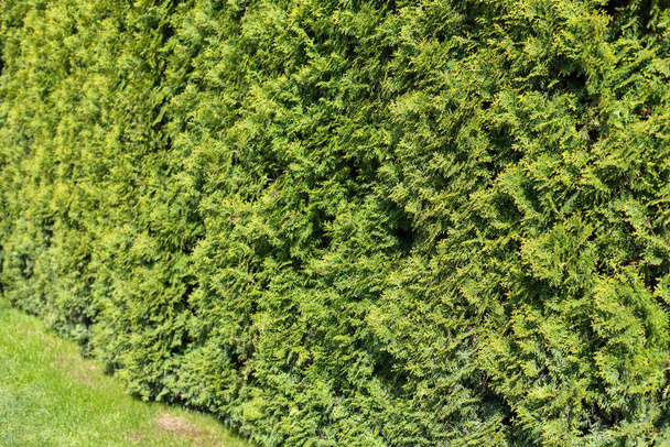 Высокая зеленая изгородь туджа. Высокая изгородь вечнозеленых древесных деревьев рядом с зеленой лужайкой на солнечном летнем дне, никого. Изгородь туджа. - Фото, изображение