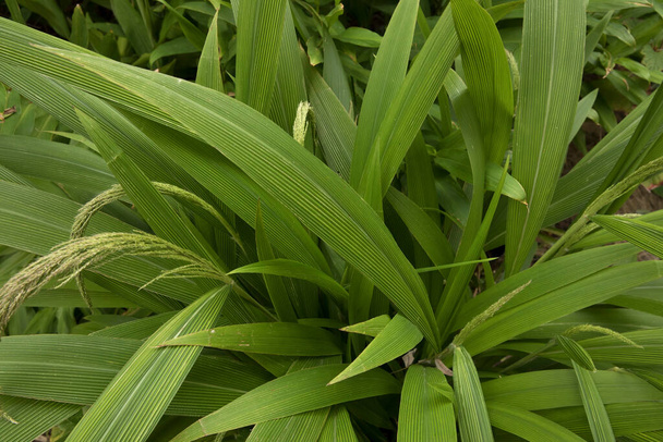 Leaves background. Ornamental grass. Closeup view of Seteria sulcata, also known as Palm Grass, green leaves foliage and flowers, spring blooming in the park. - Foto, imagen