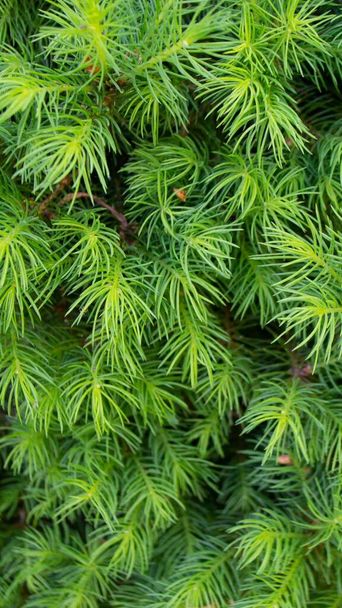 Green toned image of coniferous tree branches - ideal for trendy natural background decoration High quality photo - Photo, Image