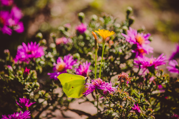Butterfly On Asters - Photo, Image