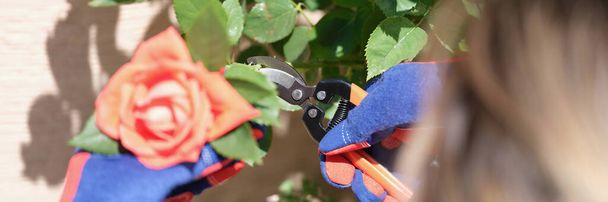 Close-up of woman gardener in protective gloves cutting rose with pruner. Gardening, horticulture and flower breeding concept - Photo, Image