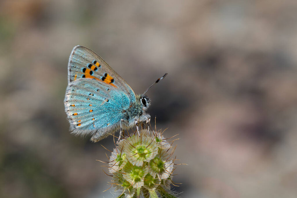 tiny butterfly on plant, Anatolian Vernal Copper, Tomares nogelii - Photo, Image