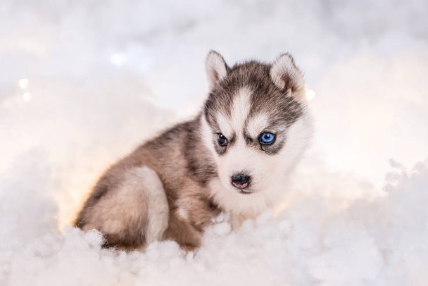 A little one and a half month old husky puppy stand on white fluff with luminous garlands. - Zdjęcie, obraz