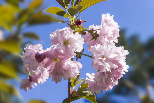 Ramo fiorito di fiori di ciliegio
 - Foto, immagini