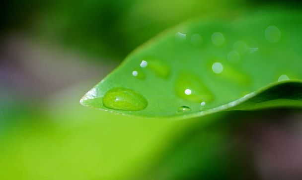 Droplets on green leaf, Nature background close up - Photo, image