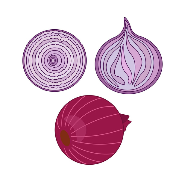 Delicious ripe onion vector illustration on white background. Red onion set. Cut in half, slice and onion rings. Isolated vector illustration. - Vektori, kuva