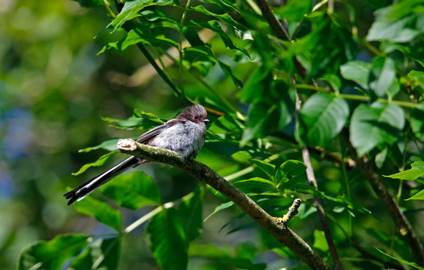Juvenile long tailed tits perched in a tree - Photo, Image