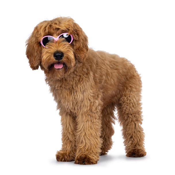 Schattige Labradoodle hond, met een roze zonnebril aan. Ik kijk naar de camera. Geïsoleerd op een witte achtergrond. - Foto, afbeelding