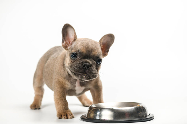 French bulldog puppy eats from his metal bowl. Isolated on white background. - Photo, Image