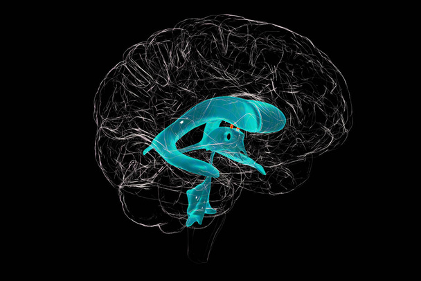 Межжелудочковое отверстие, отверстие Монро, проход, который соединяет боковые желудочки мозга, позволяя спинномозговой жидкости течь между ними и третьим желудочком, 3D иллюстрация. - Фото, изображение