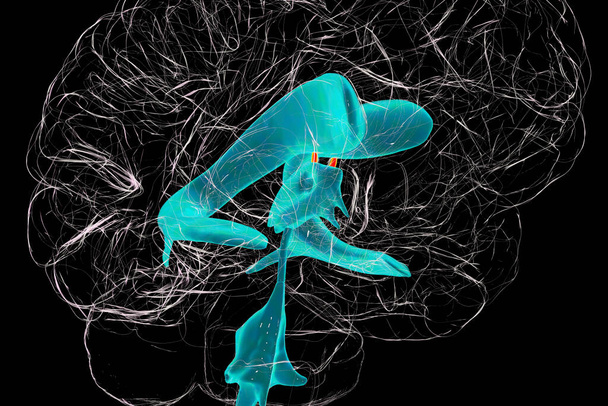 Les foramen interventriculaires, les foramen de Monro, un passage qui relie les ventricules latéraux du cerveau, permettant au liquide céphalo-rachidien de circuler entre eux et le troisième ventricule, illustration 3D. - Photo, image