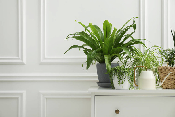 Green potted houseplants on chest of drawers near white wall. Space for text - Foto, afbeelding