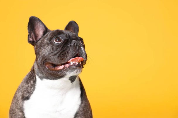 Adorable French Bulldog on orange background, space for text. Lovely pet - Фото, изображение