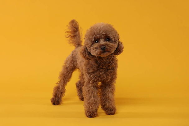 Cute Maltipoo dog on orange background. Lovely pet - Photo, image