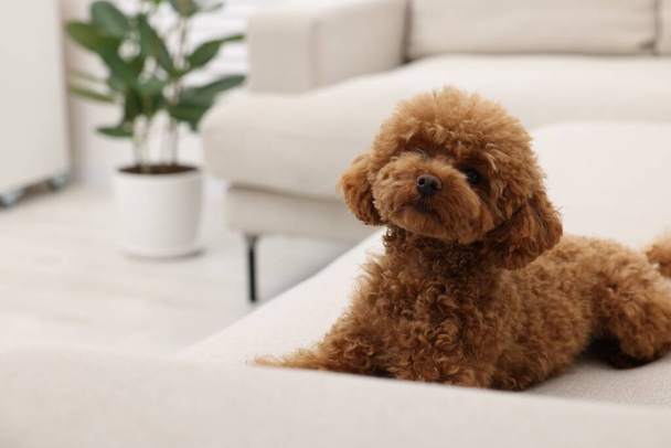 Cute Maltipoo dog resting on comfortable sofa at home, space for text. Lovely pet - 写真・画像
