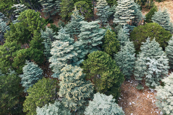 Luchtfoto van wilde bossen met enorme Libanon cederbomen in de bergen langs lycische weg in Turkije. - Foto, afbeelding