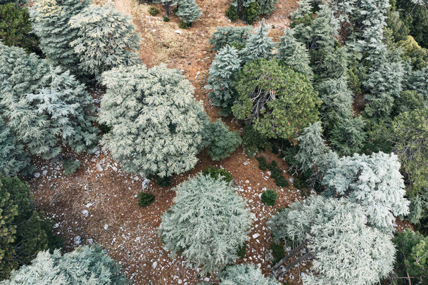 Вид з повітря на дикий ліс з величезними ліванськими кедровими деревами в горах уздовж лікійського шляху в Туреччині. - Фото, зображення