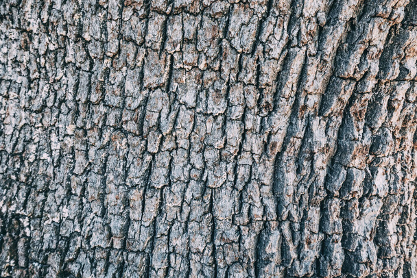 Vanha iso puu kuori tekstuuri ja tausta - Valokuva, kuva