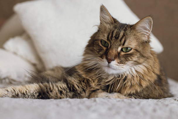 Portrait of adorable serious tabby cat relaxing on blanket and pillows. Cute cat lying on bed in stylish modern room. Pet and cozy home. Mixed breed Maine Coon - 写真・画像