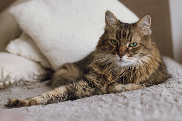 Lindo gato acostado en la cama en una elegante habitación boho. Retrato de adorable gato tabby relajándose sobre manta y almohadas. Mascotas y acogedora casa. Mezcla de raza siberiana felino mirando la cámara - Foto, Imagen