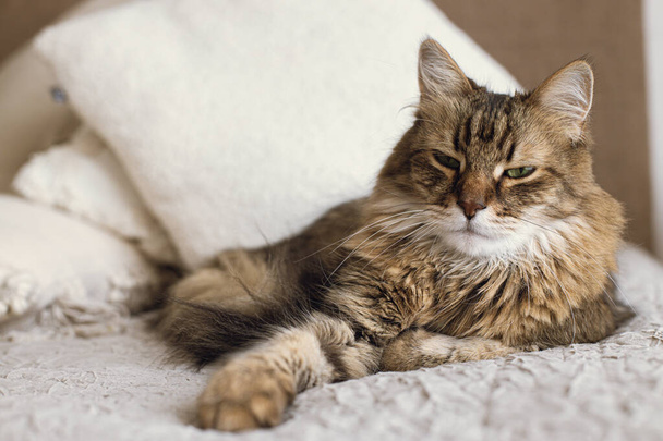 Portrait of adorable serious  tabby cat relaxing on blanket and pillows. Cute cat lying on bed in stylish modern room. Pet and cozy home. Mixed breed siberian feline looking at camera - Φωτογραφία, εικόνα