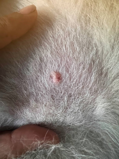 In selective focus of Spot problem on dog skin.The Dermatitis and Disease on dog skin,bald patchy area of the skin,alopecia. - Photo, Image