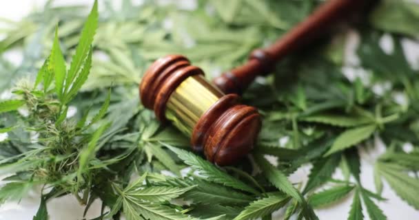 Gavel of Judge se trouve sur des feuilles vertes de marijuana en gros plan. Légalisation des drogues du cannabis et aspect humanitaire et économique - Séquence, vidéo