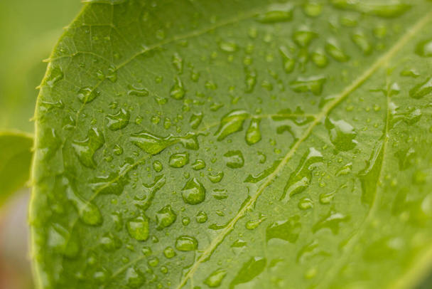 Tobacco plantation with lush green leaves with raindrops. Super macro close-up of fresh tobacco leaves. Soft selective focus. Artificially created grain for the picture - Foto, Imagen