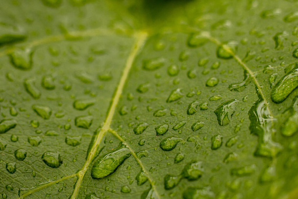 Dohányültetvény buja zöld levelekkel esőcseppekkel. Szuper makró közeli kép friss dohánylevelekről. Puha szelektív fókusz. Mesterségesen létrehozott gabona a képhez - Fotó, kép