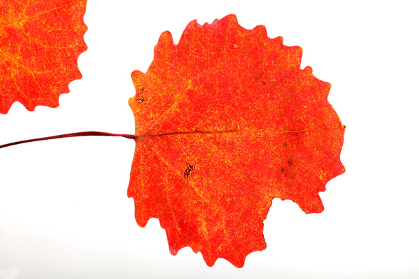 Červené podzimní listy - Fotografie, Obrázek