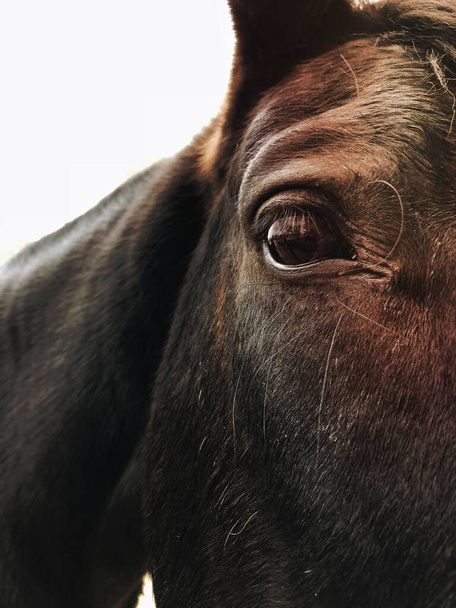 Zbliżenie delikatnego konia - Zdjęcie, obraz