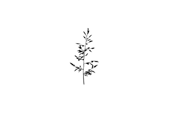 Black plant silhouette floral design element botanical nature illustration art - Foto, Imagem