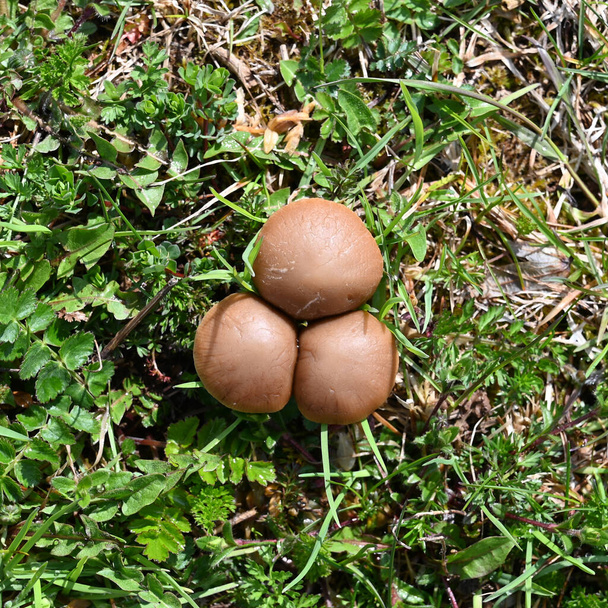 Sieniä, joilla on ruskea lakki nurmikolla. lähikuva. - Valokuva, kuva