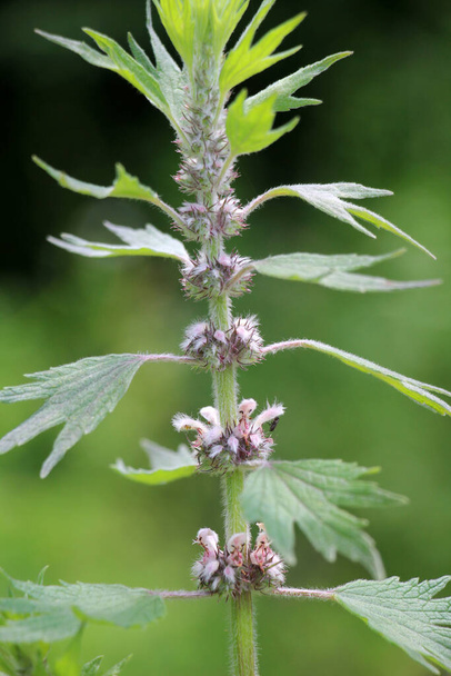 In the meadow among the herbs grows and blooms dog nettle is five-bladed (Leonurus quinquelobatus) - Photo, Image