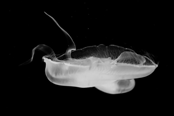 Jellyfish - Φωτογραφία, εικόνα